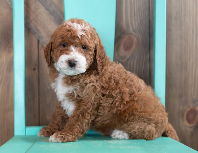 A picture of a Woz, one of our Mini Goldendoodles puppies that went to their home in Iowa