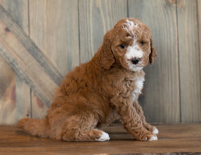 Eve is an F1B Goldendoodle for sale in Iowa.
