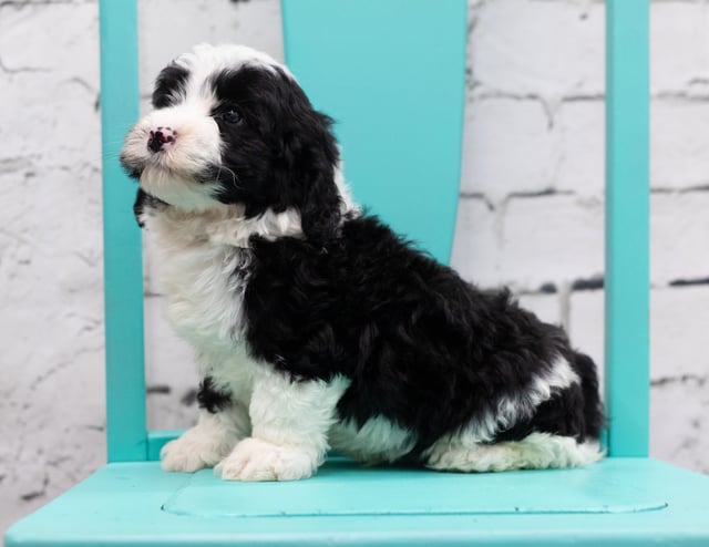 A picture of a Silas, a gorgeous Mini Sheepadoodles for sale