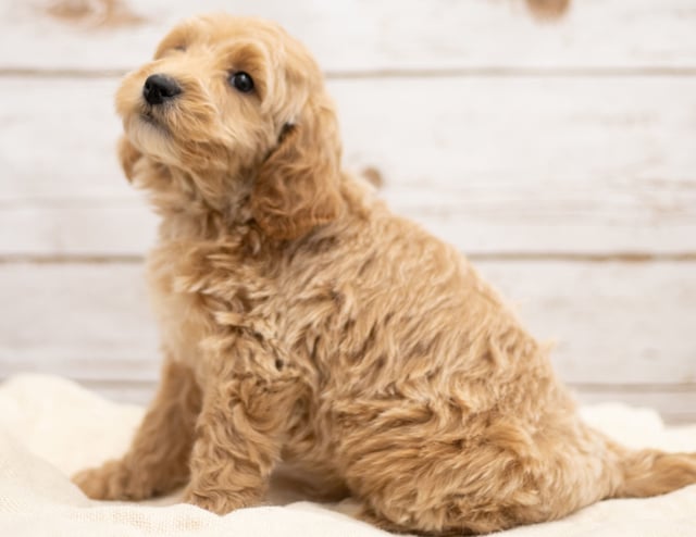 Kaspo came from Tatum and Teddy's litter of F2B Goldendoodles