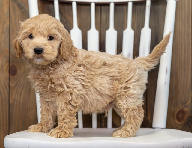 Brownie is an F1 Goldendoodle for sale in Iowa.