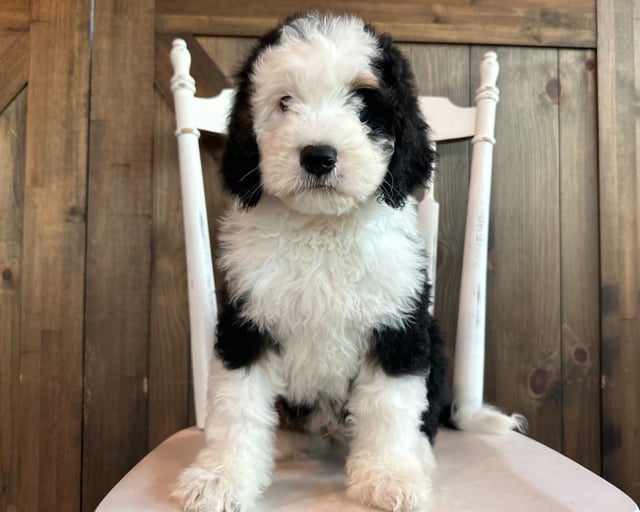 A picture of a John, one of our Standard Bernedoodles puppies that went to their home in New York