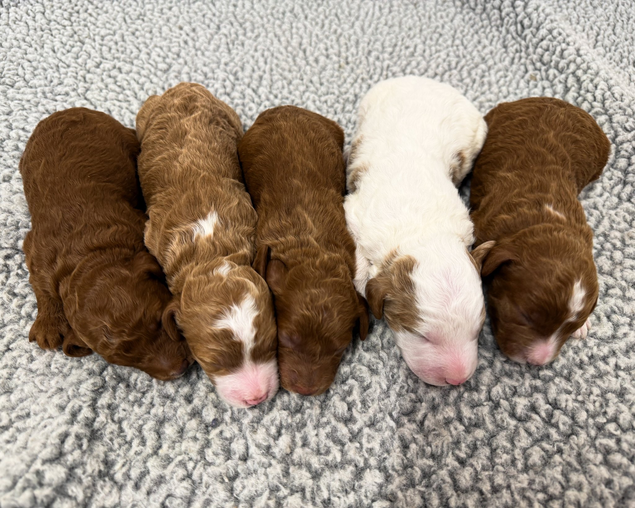 A litter of Mini Goldendoodles raised in Iowa by Poodles 2 Doodles