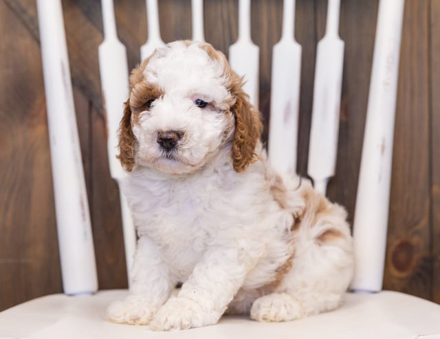 Venus is an F1B Goldendoodle that should have  and is currently living in Tennessee