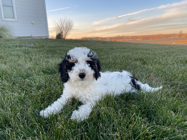 A picture of a Hector, one of our Mini Bernedoodles puppies that went to their home in Iowa