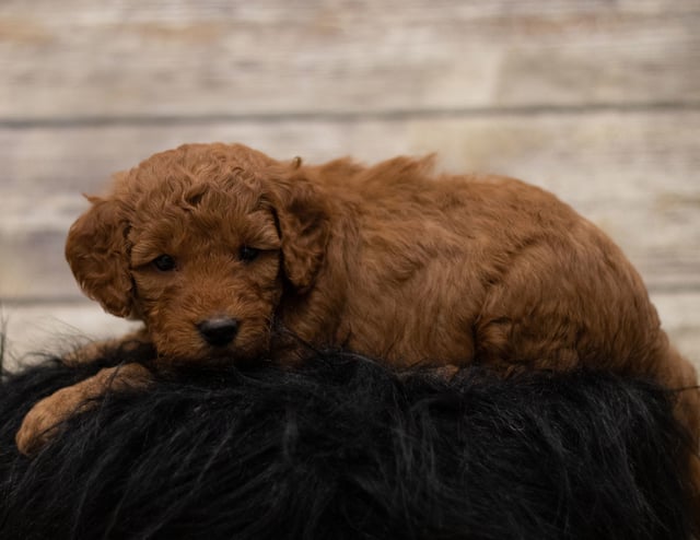 A picture of a Hess, a gorgeous Mini Goldendoodles for sale