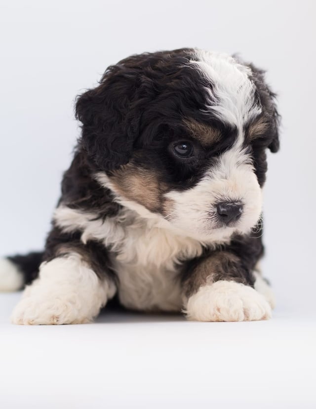 Another great picture of Benji, a Bernedoodles puppy