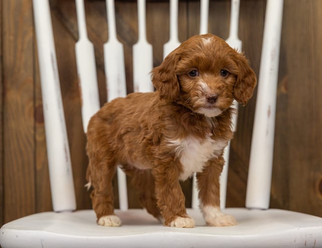 A picture of a Elfa, one of our Mini Goldendoodles puppies that went to their home in North Carolina 