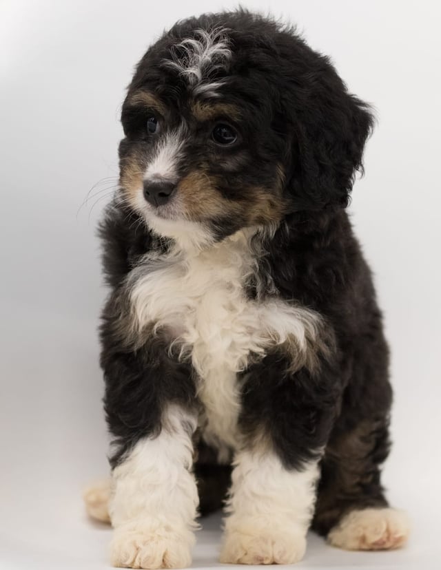 Another great picture of Boni, a Bernedoodles puppy