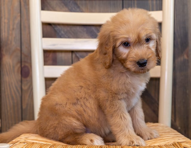 A picture of a Quero, one of our Standard Goldendoodles puppies that went to their home in Iowa