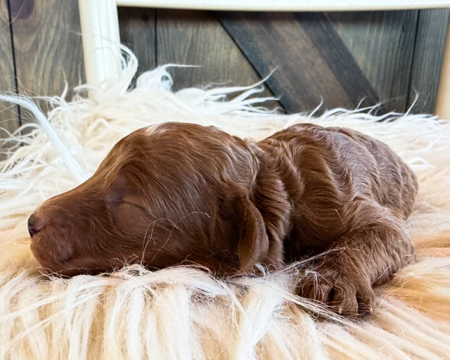 A picture of a Skye, a gorgeous Mini Goldendoodles for sale