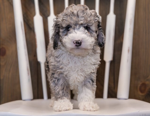 Quincy came from Harlee and Grimm's litter of F1B Sheepadoodles