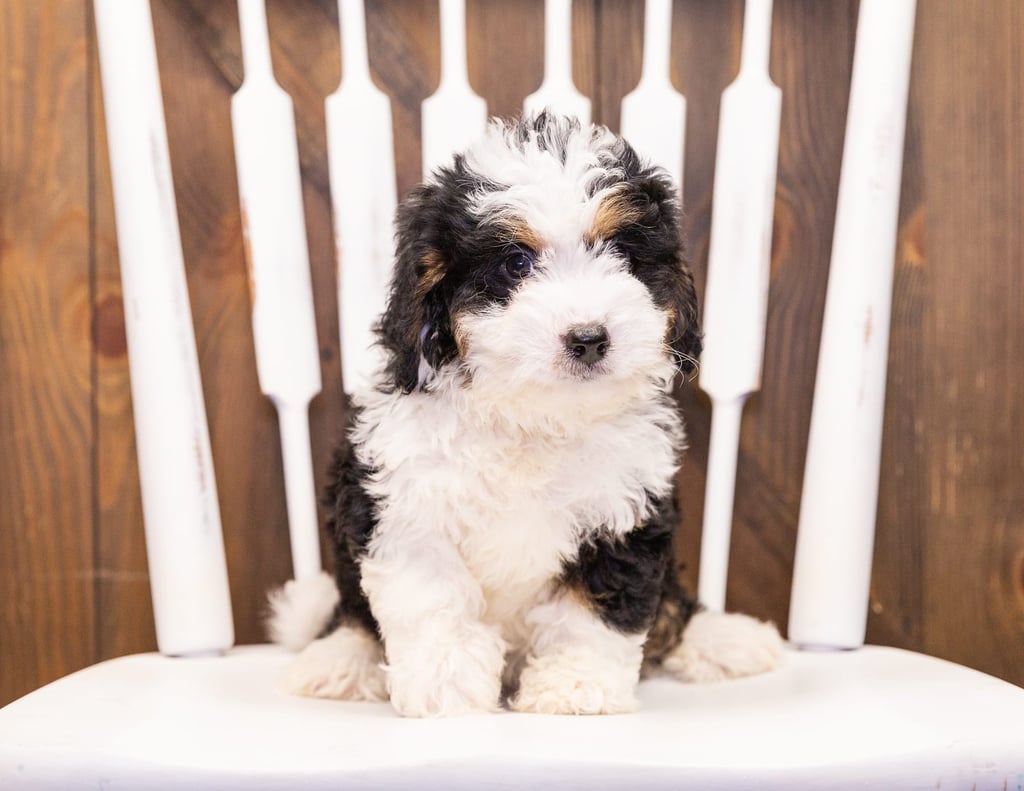 Ivonne came from Della and Stanley's litter of F1 Bernedoodles
