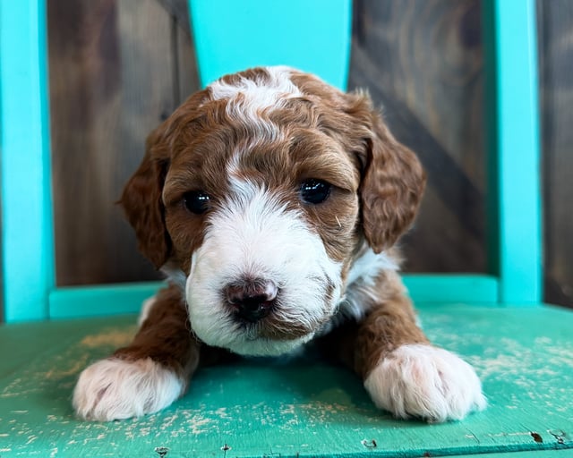 A picture of a Bella, a gorgeous Mini Goldendoodles for sale