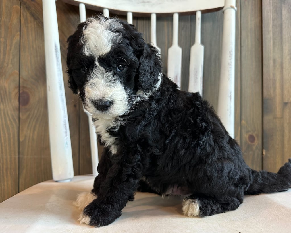 Colin is an F2B Sheepadoodle that should have  and is currently living in Iowa