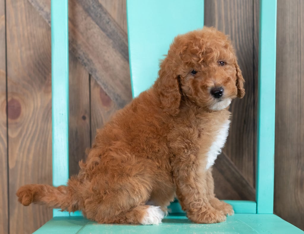 Walker came from Candice and Teddy's litter of F1BB Goldendoodles