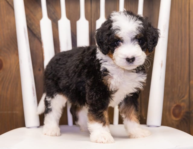 A picture of a Trina, one of our  Bernedoodles puppies that went to their home in Iowa