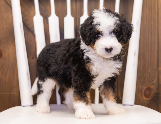 This litter of Bernedoodles are of the F1 generation.