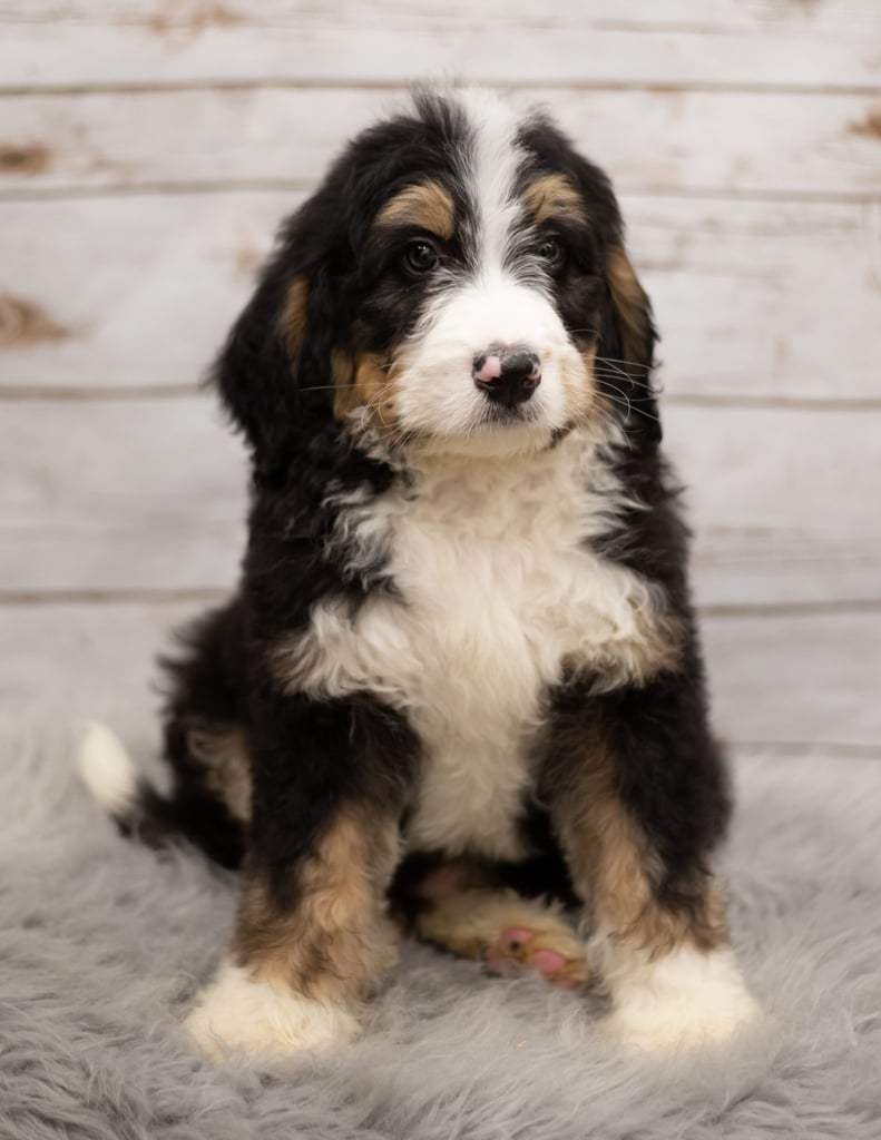 Ink is an F1 Bernedoodle that should have  and is currently living in Iowa