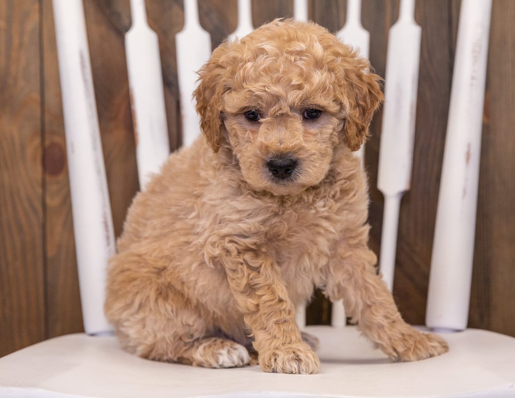 A picture of a Rango, one of our Mini Goldendoodles puppies that went to their home in California