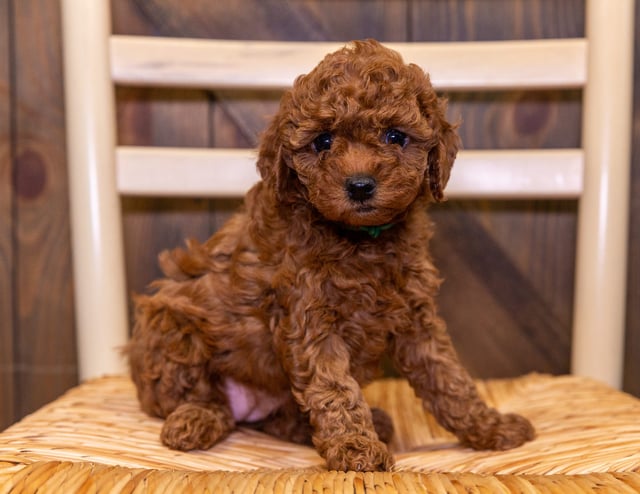 A picture of a Erika, one of our Petite Cavapoos puppies that went to their home in Nebraska