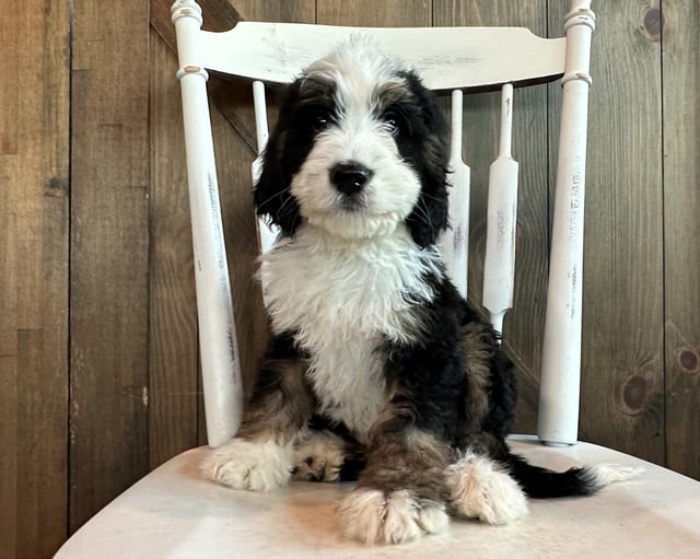 A picture of a JoJo, one of our Standard Bernedoodles puppies that went to their home in Iowa