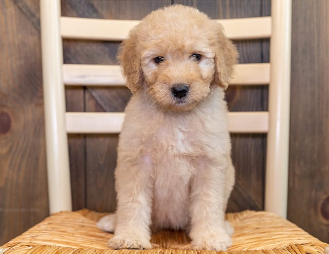 Gorgeous Standard Goldendoodles available for sale!