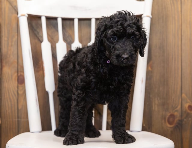 Ohana came from Maci and Merlin's litter of F1B Goldendoodles