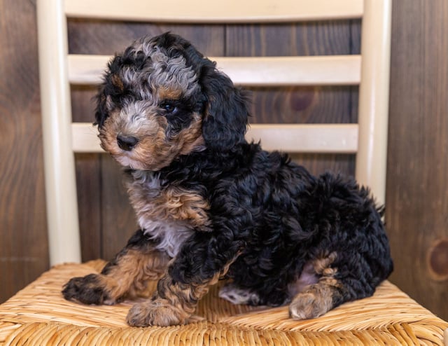 Crew came from Raven and Ozzy's litter of F1BB Bernedoodles