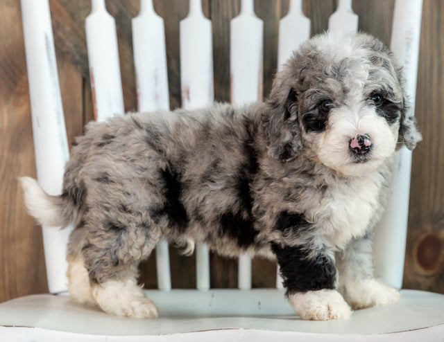 A picture of a Lenny, one of our Mini Sheepadoodles puppies that went to their home in South Dakota