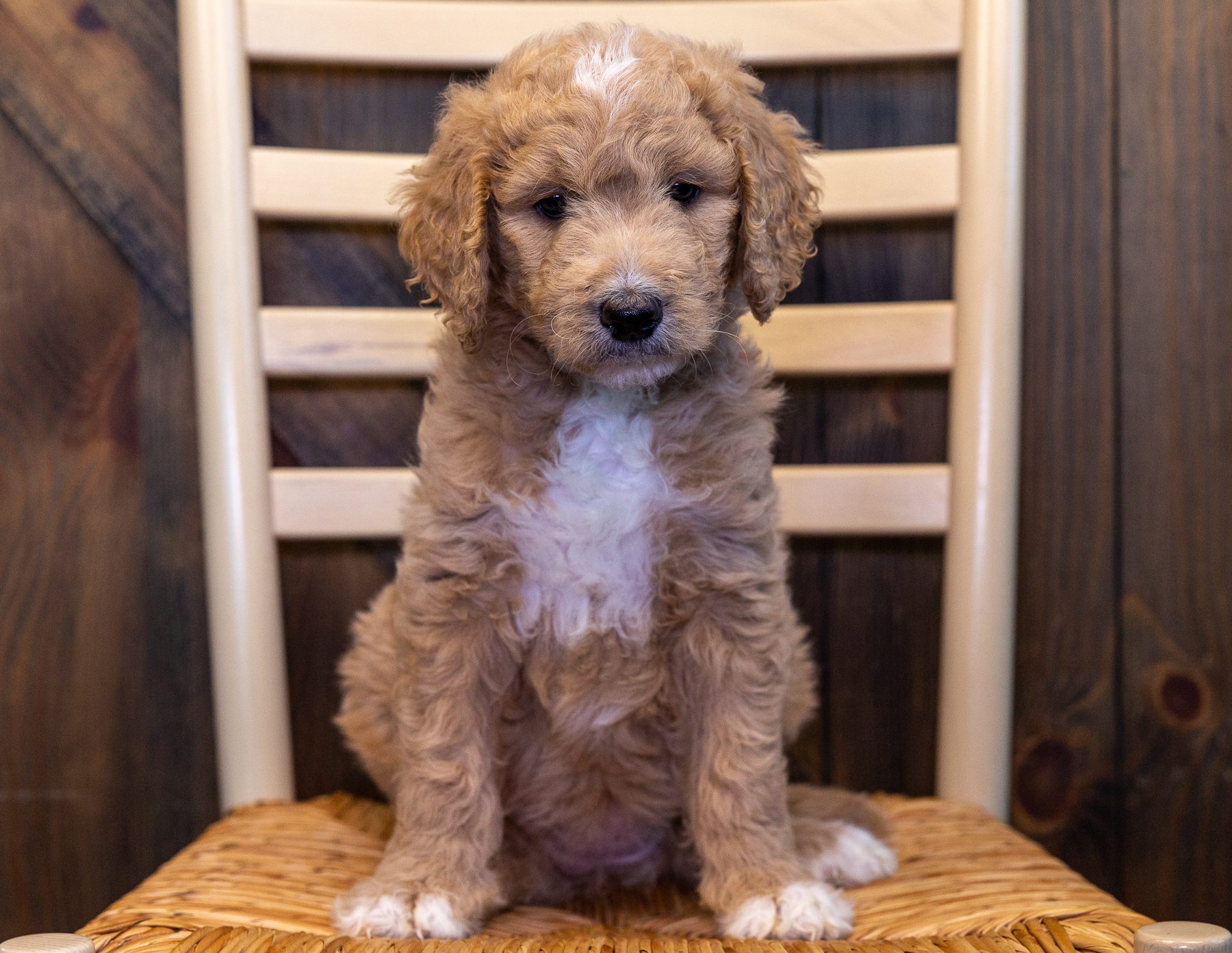 A litter of Standard Goldendoodles raised in Iowa by Poodles 2 Doodles