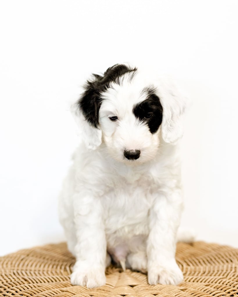 Wells is an F1B Sheepadoodle that should have  and is currently living in South Dakota
