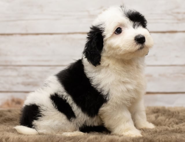 A picture of a Lara, one of our Mini Sheepadoodles puppies that went to their home in Texas