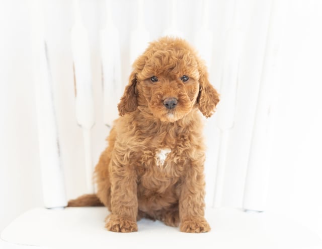 A picture of a Mocha, one of our Mini Goldendoodles puppies that went to their home in Iowa