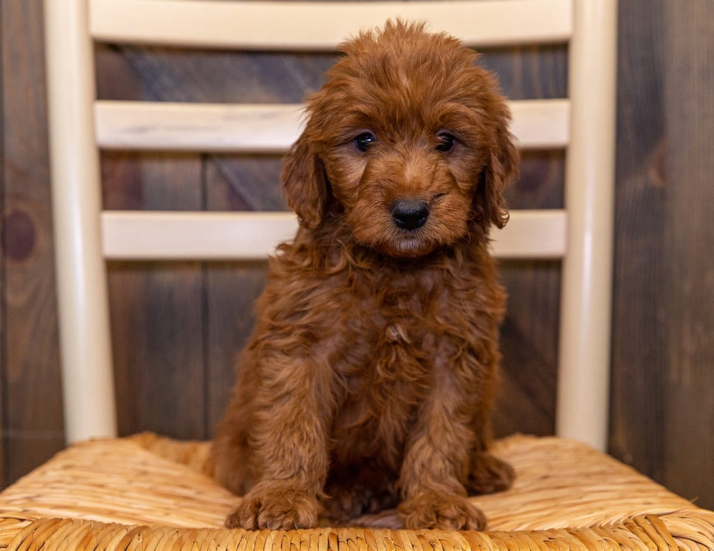 Helmer came from Aspen and Reggie's litter of F1 Goldendoodles