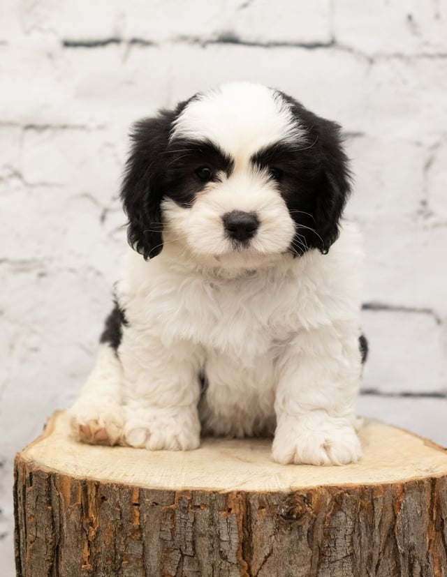 A picture of a Taler, a gorgeous Mini Sheepadoodles for sale