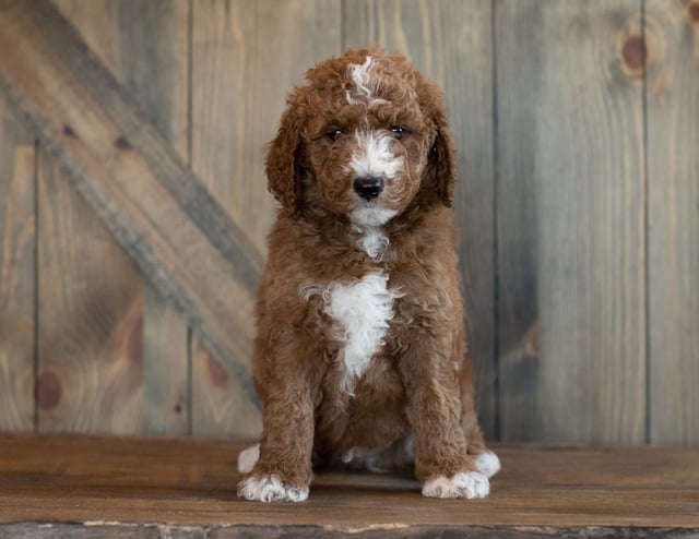 A picture of a Dan, one of our Mini Goldendoodles puppies that went to their home in Illinois