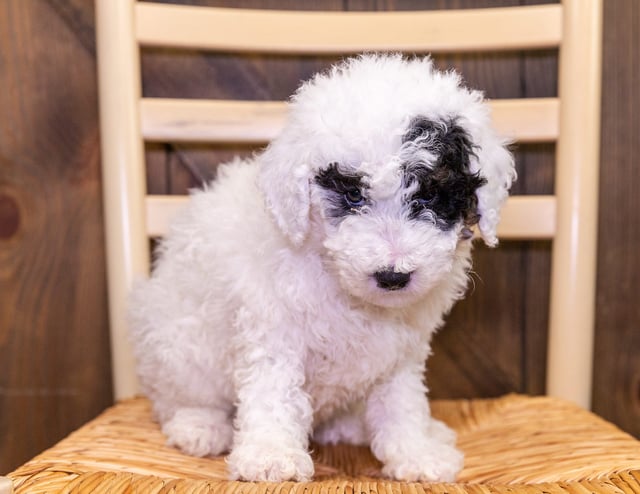 A picture of a Frank, one of our Petite Sheepadoodles puppies that went to their home in Nebraska