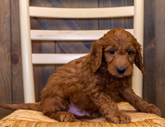 A picture of a Homer, one of our Mini Goldendoodles puppies that went to their home in Nebraska