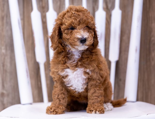 A picture of a Gwen, one of our Mini Poodles puppies that went to their home in Minnesota