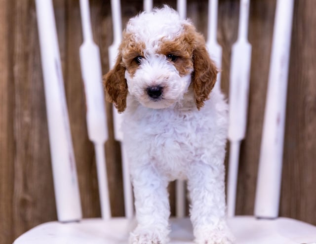 Compare and contrast Poodles with other doodle types on our breed comparison page