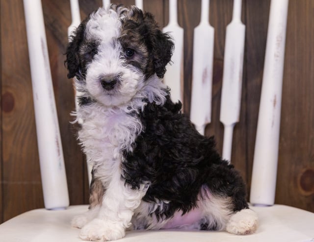 Camo is an F1B Sheepadoodle that should have  and is currently living in Minnesota