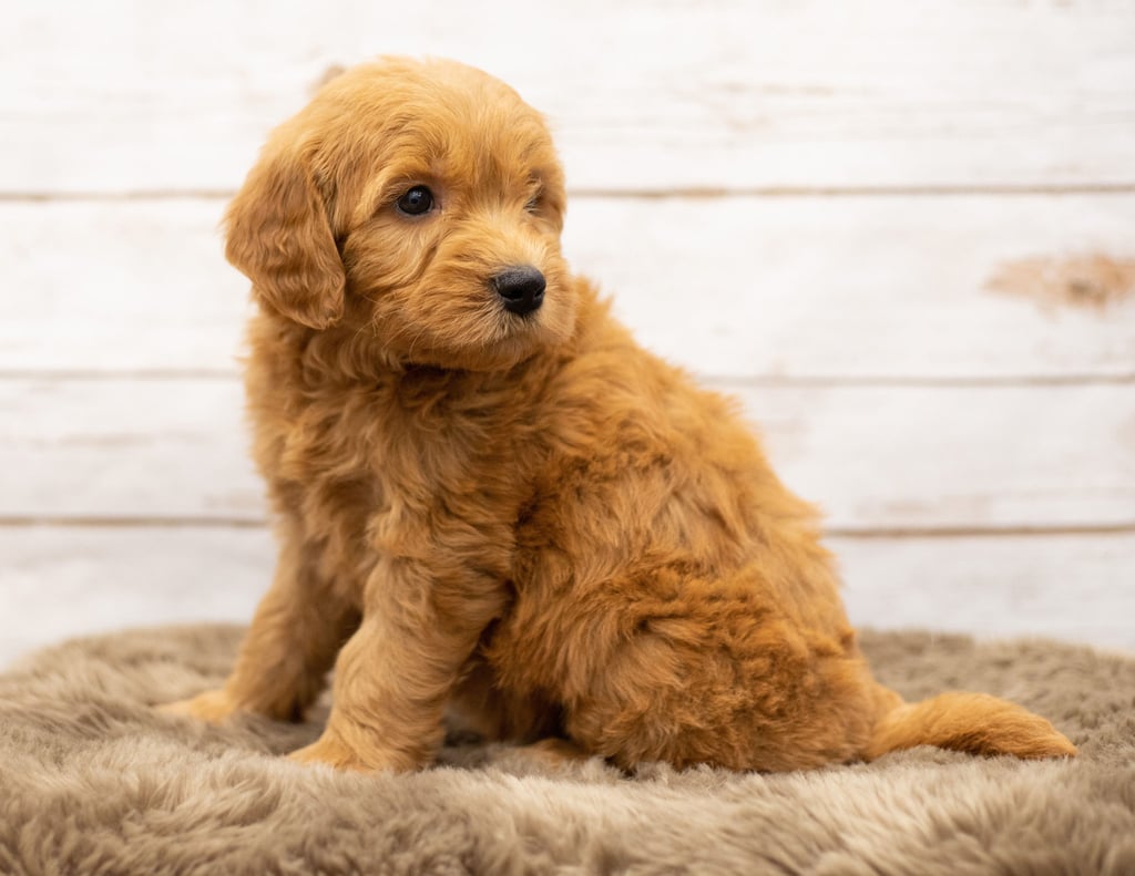 Olaf is an Multigen Goldendoodle that should have  and is currently living in Kansas