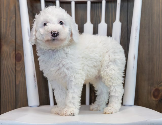 Ollie is an F1B Sheepadoodle that should have  and is currently living in Georgia