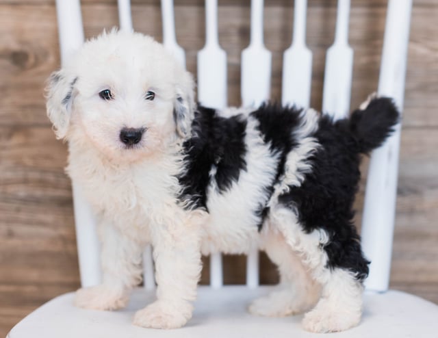 A picture of a Candy, one of our Mini Sheepadoodles puppies that went to their home in South Dakota