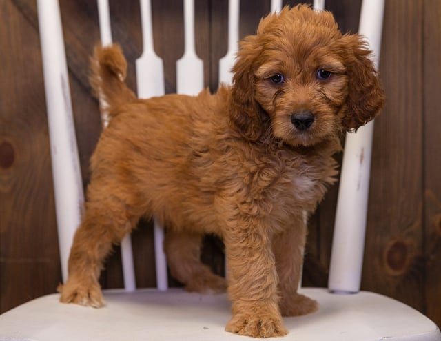 A picture of a Zeus, one of our  Irish Doodles puppies that went to their home in California