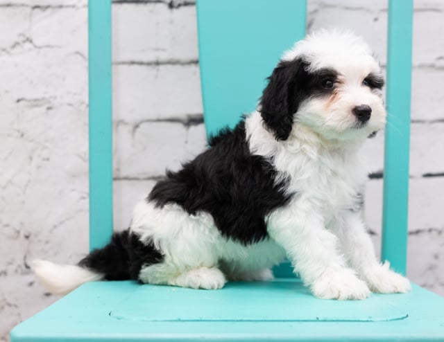 A picture of a Skylar, one of our Mini Sheepadoodles puppies that went to their home in Texas