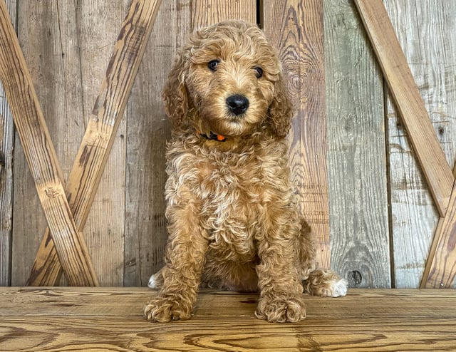 A picture of a Maggie, one of our Mini Goldendoodles puppies that went to their home in Nebraska