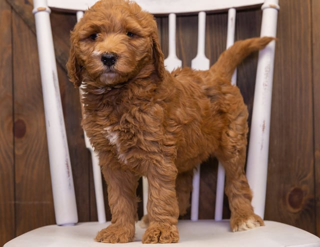 Xavia is an F1B Goldendoodle that should have  and is currently living in Florida