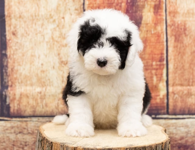 Udet is an F1 Sheepadoodle that should have  and is currently living in Illinois